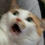 카레 <b>전자</b>레인지에 돌리면 터지던데