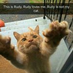 <b>집사</b>로 간택 해주겠다옹!