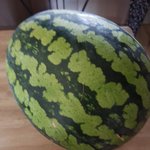 [드루와] 야 <b>수박</b> 진짜 조카 커 이거봐 진짜 커