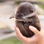 <b>물속</b>에 사는 복슬복슬 귀요미들