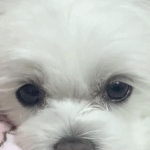 [모두드루와] 얘들아 조이반려견 <b>햇님</b>이 너무 귀여워