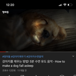 [댓글부탁해] 강아지 키우는 애들아 강아지 <b>재우</b>는 꿀팁ㅋㅋㅋ