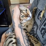 [고양이] 우리<b>집</b> 냥냥이는 아빠바라기