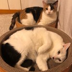 [NCT즌] 제노 <b>본가</b>에서 키우는 봉식이 설이 날이 보고가
