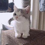 [NCT즌] 미친<b>윙크</b>고양이...