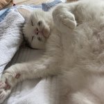 [NCT즌] 얘 <b>겁나</b> 잘잔다