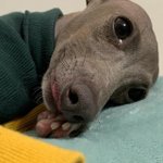 [댓글부탁해] 배달 시킬 건데 좀 정해줘... <b>십알</b>