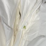[댓글부탁해] <b>민트</b>색 벌레 뭐야