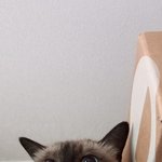 [고양이] <b>자랑</b>