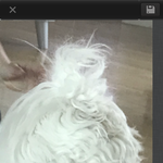 안녕 나는 <b>복실</b>이야‼️데헷히히