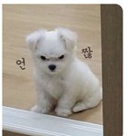 [댓글부탁해] 이 갱얼쥐 <b>품종</b> 아는 사람ㅠㅠㅠ