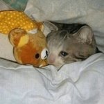 화이자 2차 부작용 <b>개심</b>해