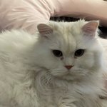 13회 고양이가 왔다