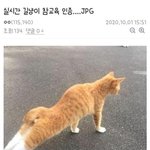 [내생각] 선바는 억울하겠다