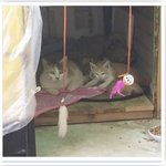 [댓글부탁해] 근데 죽고 싶단 생각을 안 한다는 게