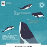 [스키즈] <b>폴란드</b> 스테이들이 돌고래에 창빈이 이름!