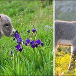 <b>동물</b>들도 즐길 줄 아는 '꽃내음'