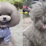 [드루와] 근데 <b>DNA</b>에서 정국목소리 나오는데