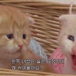 [댓글부탁해] 얘들아 이거 <b>환불</b>해 줘야 해...?