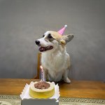 오늘 울집 <b>강쥐</b> 생일이야