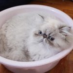 [고양이] 먹고 사는게 바뻐서 이제야 사진정리한 저희집 냥이들 성장과정...