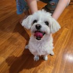 [강아지] 강아지가 <b>핸드</b>크림 먹어도 괜찮은가요?