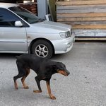 [NCT즌] 쟈<b>니나</b> 루카스 같은 강아지 ㅋㅋㅋ