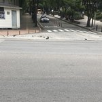 우리동네 <b>비둘기</b> 와이라노...