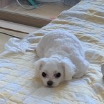 [NCT즌] <b>울</b> <b>집</b> 강쥐도 봐줘