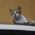 [NCT즌] 나 <b>며칠전</b>에 집가면서 길냥이 봤는데