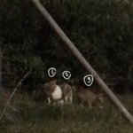 [NCT즌] 어제 집<b>가다</b> 만난 길냥이들인데