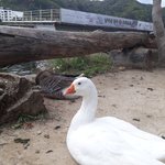[NCT즌] <b>오리</b>?