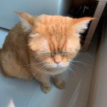 덕질할때 있나자