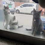 [고양이] [외출냥이] 콩이&amp;<b>똘똘이</b>