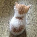 여자 <b>역도</b><b>선수</b>면 운동하는 성인 남자보다 셈?