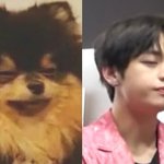 [방탄소년단] <b>연탄</b>이 사진 얻을 수 있을까..