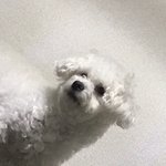 강아지가 자꾸 쇼파위에 올라가는데 어<b>카지</b>