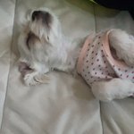 [강아지] 5개월 된 말티즈 보고가세유