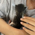 [이름지어줘] +판녀들아 축하해조 나 고양이키움ㅠㅠㅠ