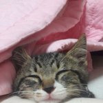 [스키즈] 순둥도리노 짤털