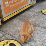 휴게소에서 새끼 고양이 업어왔다..