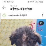 [강아지] 사랑스런 달곰이