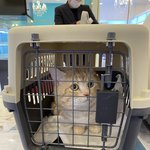 [고양이] <b>토리</b>토리 이<b>토리</b>