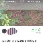 13살 <b>캣맘</b>의 당근마켓 사용법