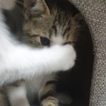 [고양이] 우리집 애기 고양이 자랑 7