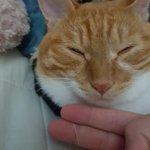 [드루와] 고양이 <b>수염</b>이 원래 이렇게 뽑히냐 ..?