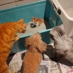 [방탄소년단] <b>의견</b> <b>피력</b>하는 똑띠 아기강양