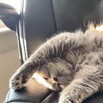 그러나 저희집 고양이의 월화수목금<b>토일</b>은 이렇습니다만? 판 여러분은요...