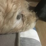 얼평좀