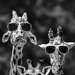 [댓글부탁해] 얘들아 나 파오후인데